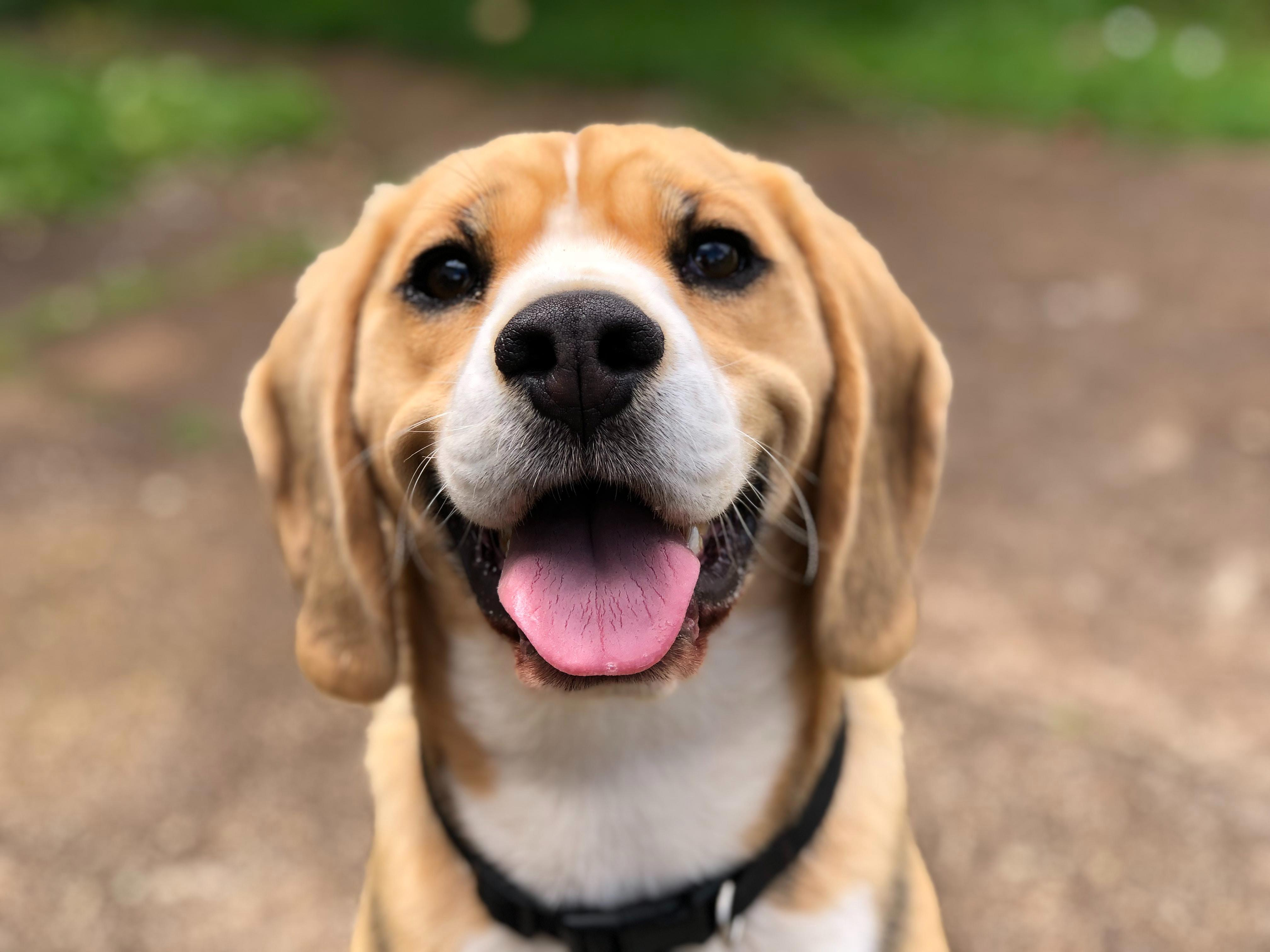 Can Beagles Enjoy Peaches? Tips on Feeding Peaches to Your Canine Companion